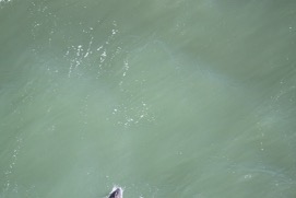 Missing Picture